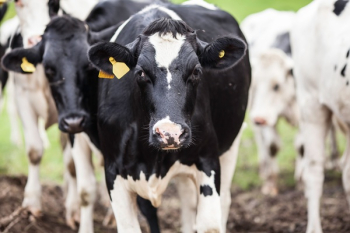 Free Photo of cow, animal, milk Free Photo of cow, animal, milk