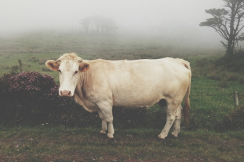 Free Photo of cow, animal, milk Free Photo of cow, animal, milk