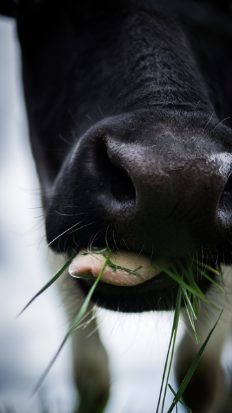 Free Photo of cow, animal, mouth Free Photo of cow, animal, mouth