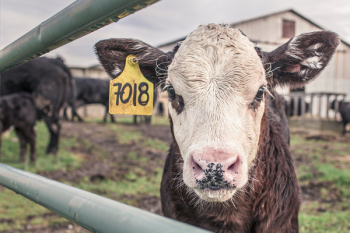 Free Photo of cow, animals, farm Free Photo of cow, animals, farm