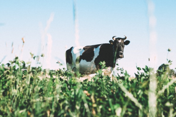Free Photo of cow, animals, grass Free Photo of cow, animals, grass