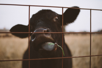 Free Photo of cow, eat, grass Free Photo of cow, eat, grass