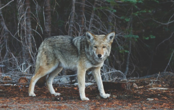 Free Photo of coyote, animal, wild