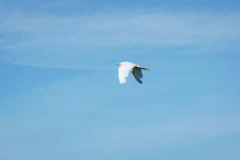 Free Photo of crane, bird, flying Free Photo of crane, bird, flying