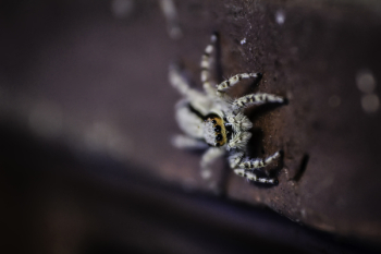Free Photo of creepy, animal, insect Free Photo of creepy, animal, insect