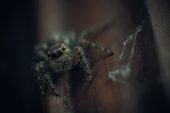 Free Photo of creepy, animal, insect Free Photo of creepy, animal, insect