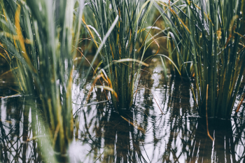 Free Photo of crops, farm, wheat Free Photo of crops, farm, wheat