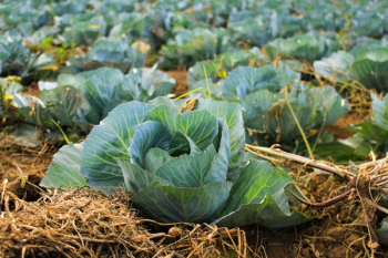 Free Photo of crops, field, green Free Photo of crops, field, green