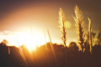 Free Photo of crops, field, sunset Free Photo of crops, field, sunset