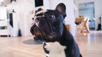 Free Photo of cute, french, bulldog Free Photo of cute, french, bulldog