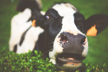 Free Photo of dairy, cow, animal Free Photo of dairy, cow, animal