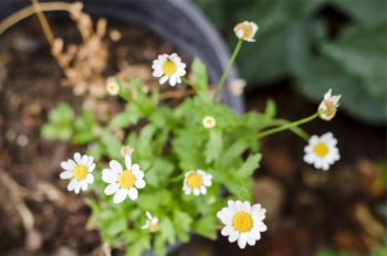 Free Photo of daisies, daisy, flowers
