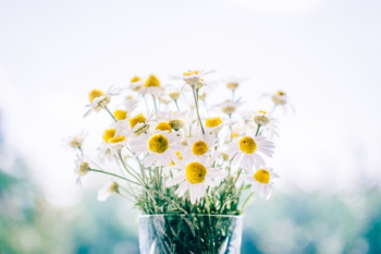 Free Photo of daisies, daisy, flowers