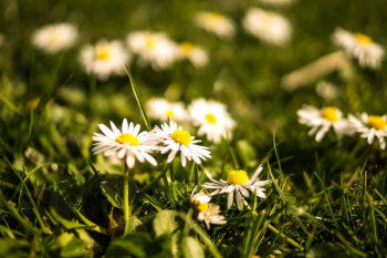 Free Photo of daisies, flowers
