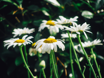 Free Photo of daisy, daisies, flowers