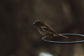 Free Photo of dark, bird, animal Free Photo of dark, bird, animal