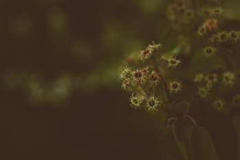 Free Photo of dark, blur, bokeh