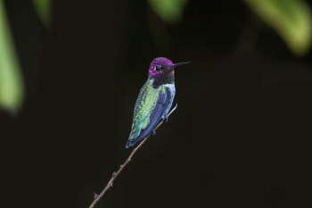 Free Photo of dark, branch, bird Free Photo of dark, branch, bird