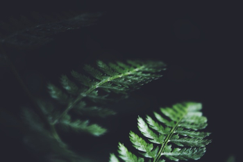 Free Photo of dark, green, leaves Free Photo of dark, green, leaves