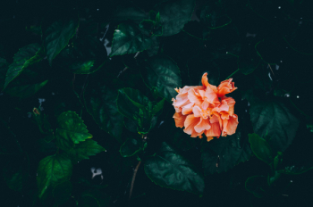 Free Photo of dark, green, leaves Free Photo of dark, green, leaves