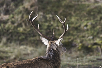 Free Photo of deer, animal, tree Free Photo of deer, animal, tree