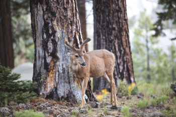 Free Photo of deer, animal, tree Free Photo of deer, animal, tree