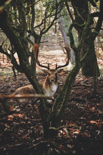 Free Photo of deer, animal, tree Free Photo of deer, animal, tree