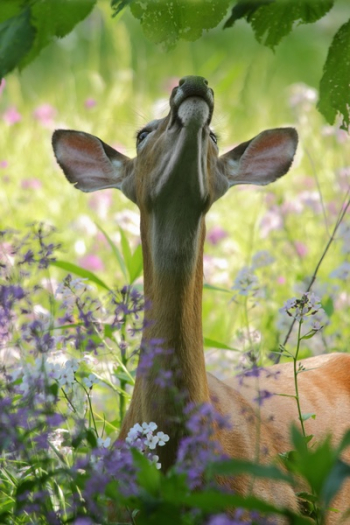 Free Photo of deer, animal, wildlife Free Photo of deer, animal, wildlife