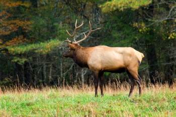 Free Photo of deer, animal, wildlife Free Photo of deer, animal, wildlife