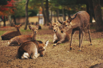 Free Photo of deer, animal, wildlife Free Photo of deer, animal, wildlife