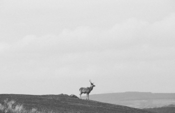 Free Photo of deer, animal, wildlife Free Photo of deer, animal, wildlife
