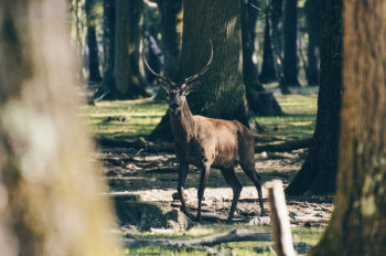 Free Photo of deer, animal, wildlife Free Photo of deer, animal, wildlife
