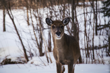 Free Photo of deer, animal, wildlife Free Photo of deer, animal, wildlife