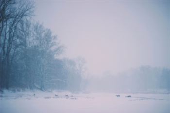 Free Photo of deer, animals, crossing Free Photo of deer, animals, crossing