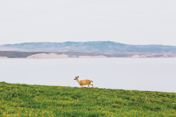 Free Photo of deer, animals, grass Free Photo of deer, animals, grass