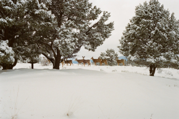 Free Photo of deer, animals, snow