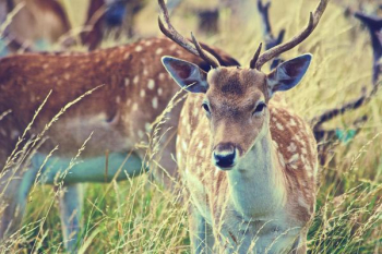 Free Photo of deer, antlers, animals Free Photo of deer, antlers, animals