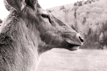 Free Photo of deer, wild, animal