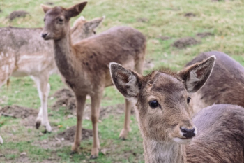 Free Photo of deer, wildlife, animal Free Photo of deer, wildlife, animal