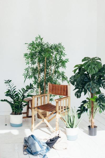 Free Photo of director, chair, plants Free Photo of director, chair, plants