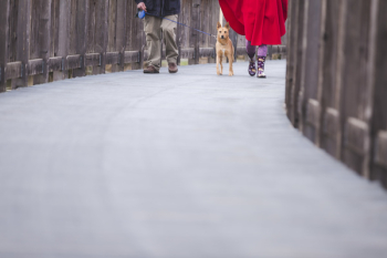 Free Photo of dog, animal, pet Free Photo of dog, animal, pet