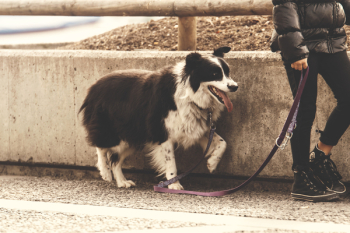 Free Photo of dog, animal, pet Free Photo of dog, animal, pet