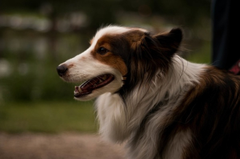 Free Photo of dog, animal, pet Free Photo of dog, animal, pet