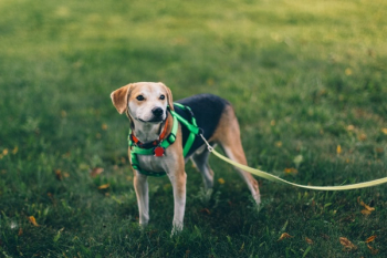 Free Photo of dog, animal, pet Free Photo of dog, animal, pet