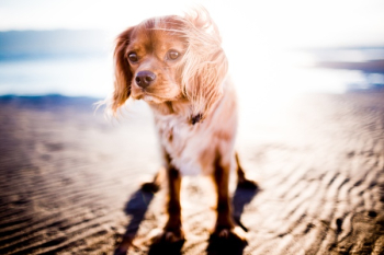 Free Photo of dog, animal, pet Free Photo of dog, animal, pet