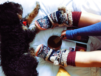 Free Photo of dog, animal, pet Free Photo of dog, animal, pet
