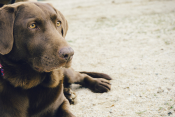 Free Photo of dog, animal, pet Free Photo of dog, animal, pet
