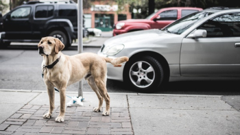 Free Photo of dog, animal, pet Free Photo of dog, animal, pet