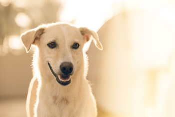 Free Photo of dog, animal, pet Free Photo of dog, animal, pet