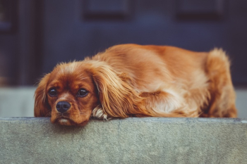 Free Photo of dog, animal, pet Free Photo of dog, animal, pet